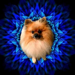 Meet your Posher, Jimbo